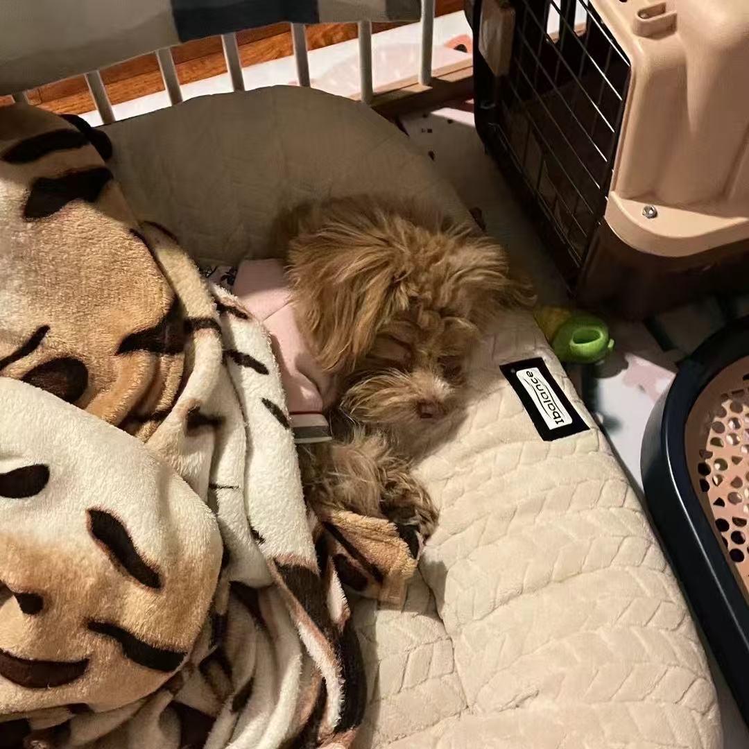 贝果脑袋就是我