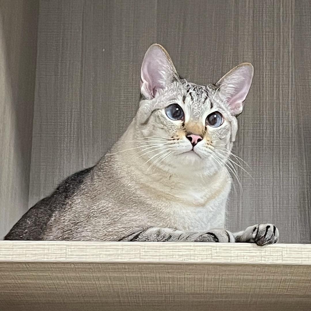 咪咪休休