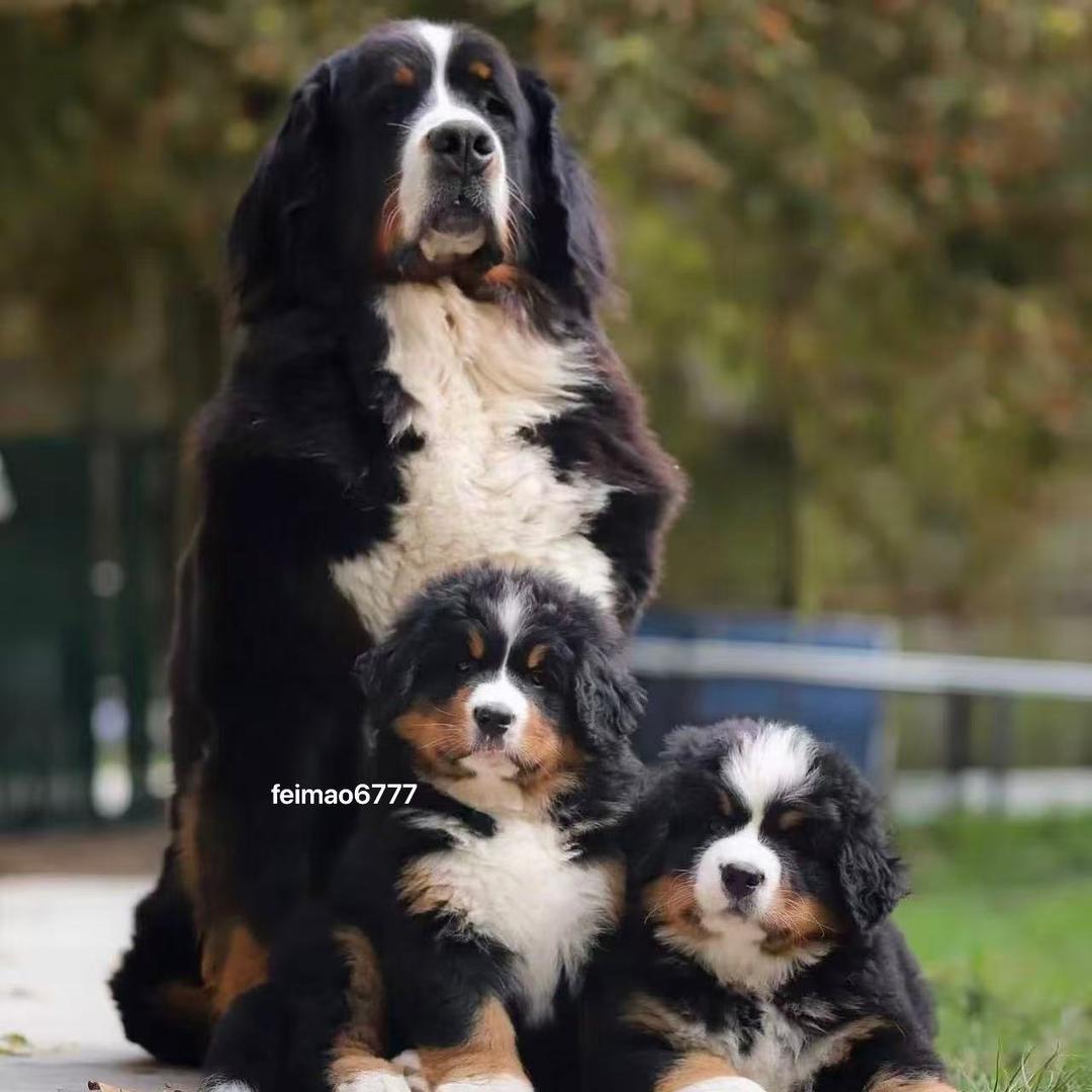 边境小峙🇷🇺伯恩山犬引进繁育