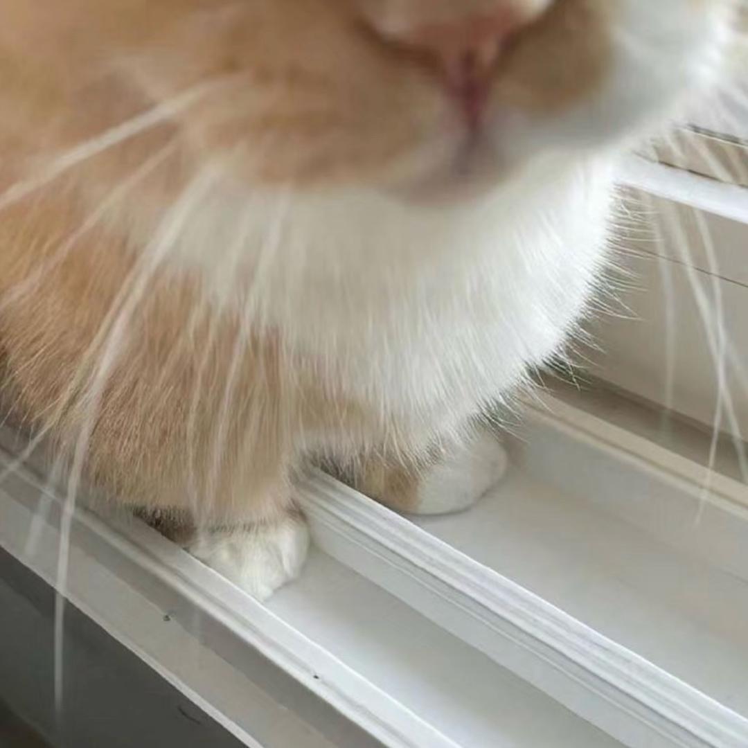 小番茄对吧