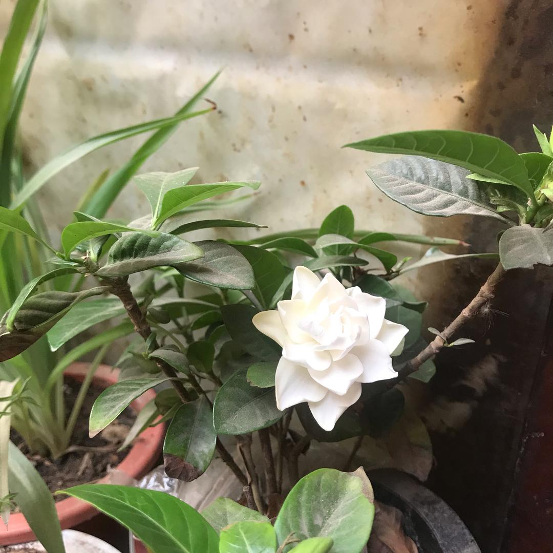 茉莉花