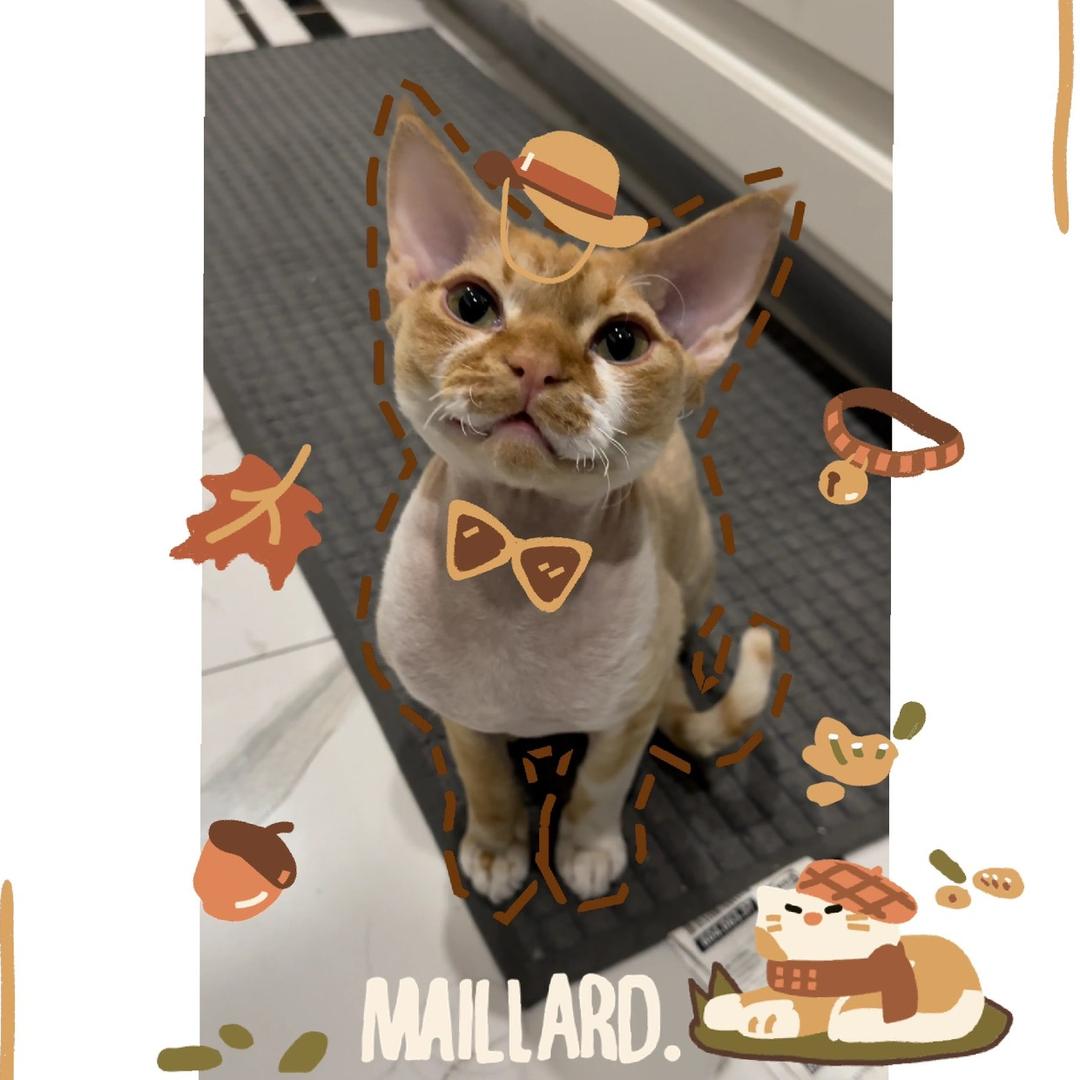 咕咕鸡是只小猫咪