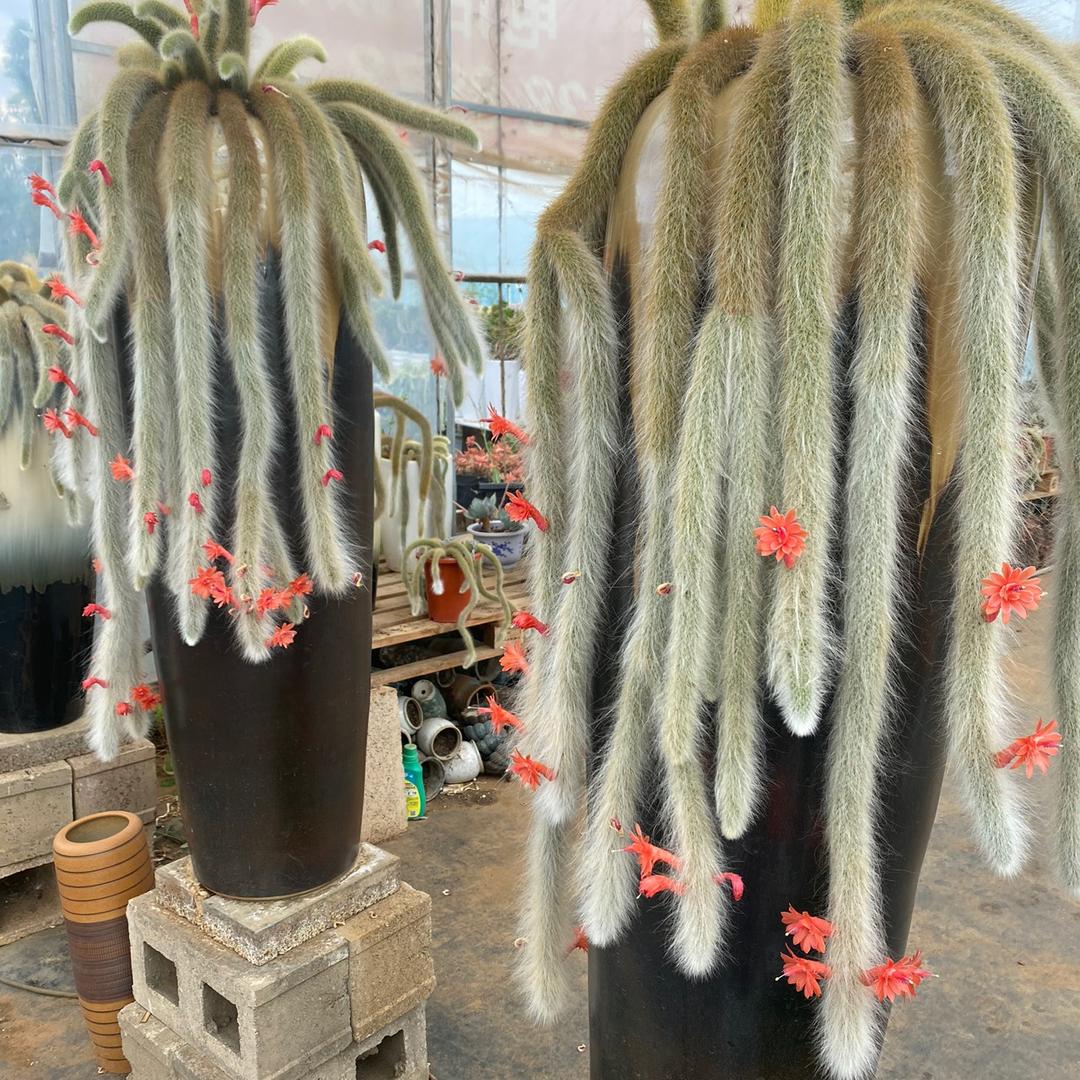 肖肖多肉（奋斗版）