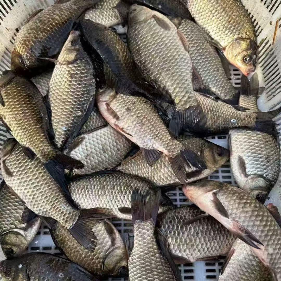 微湖纯野鲫鱼