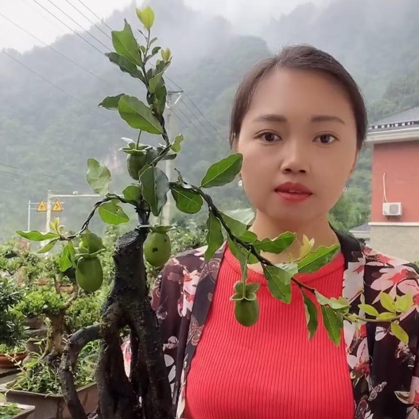 长阳芳香盆景
