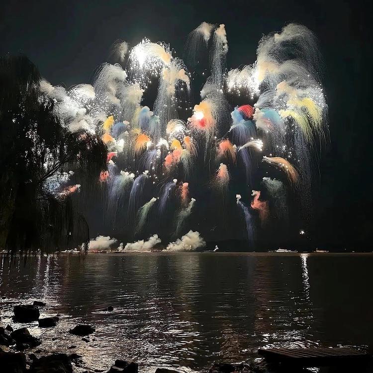 橄榄树