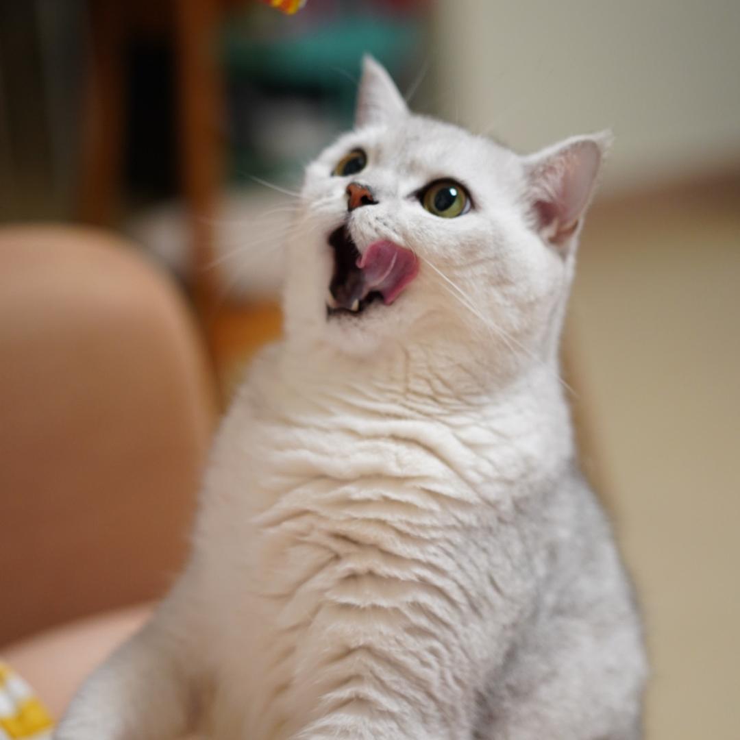 是dobby啊