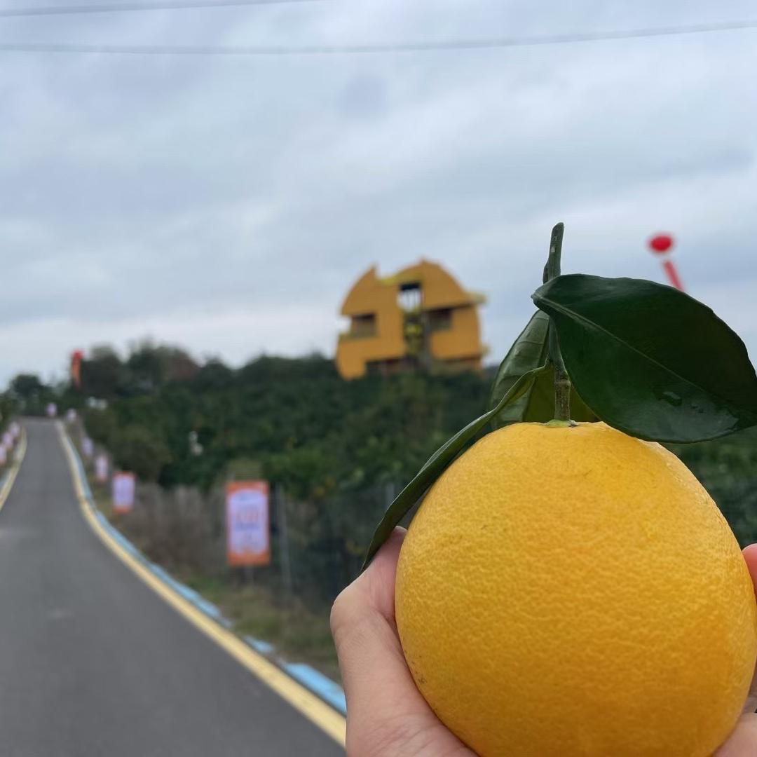 赣南安西镇泉稀橙果园