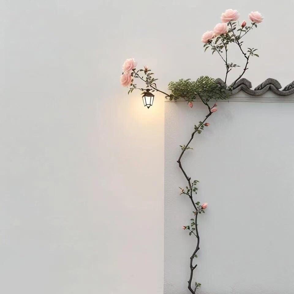 白月光🌙