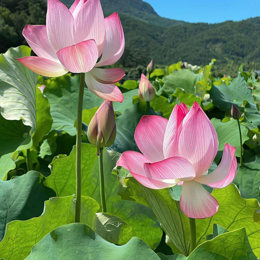 悠悠-