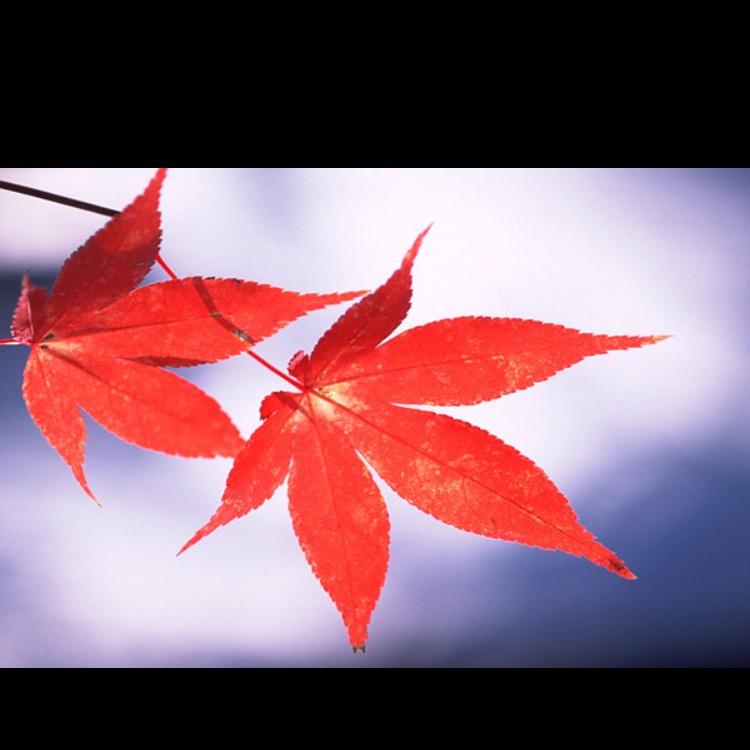 枫叶🍁