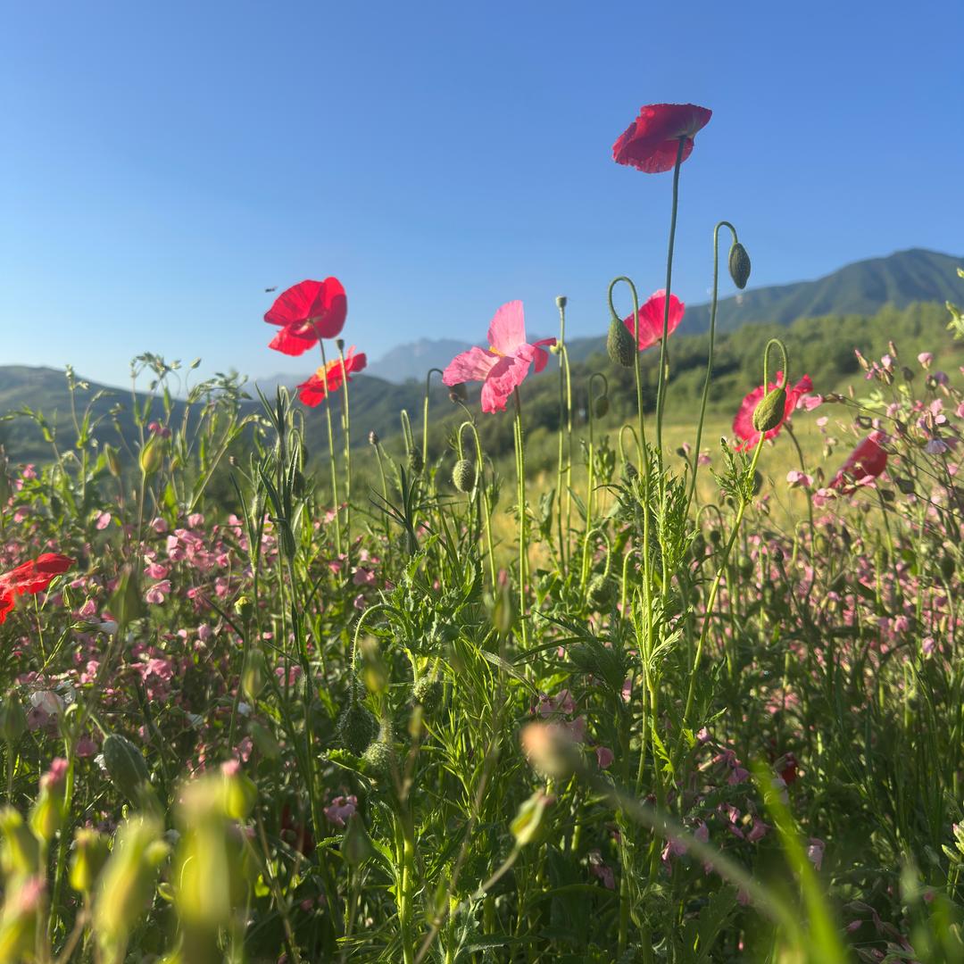 老丁抵制高价彩礼第一人
