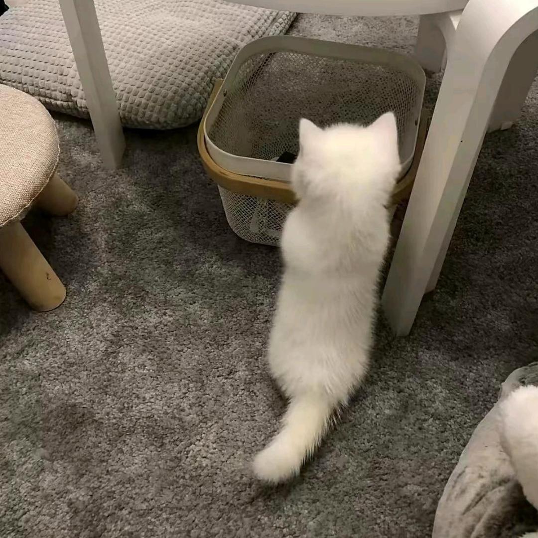 偷了霸总蕾丝内裤套头上狂奔的那个雨夜