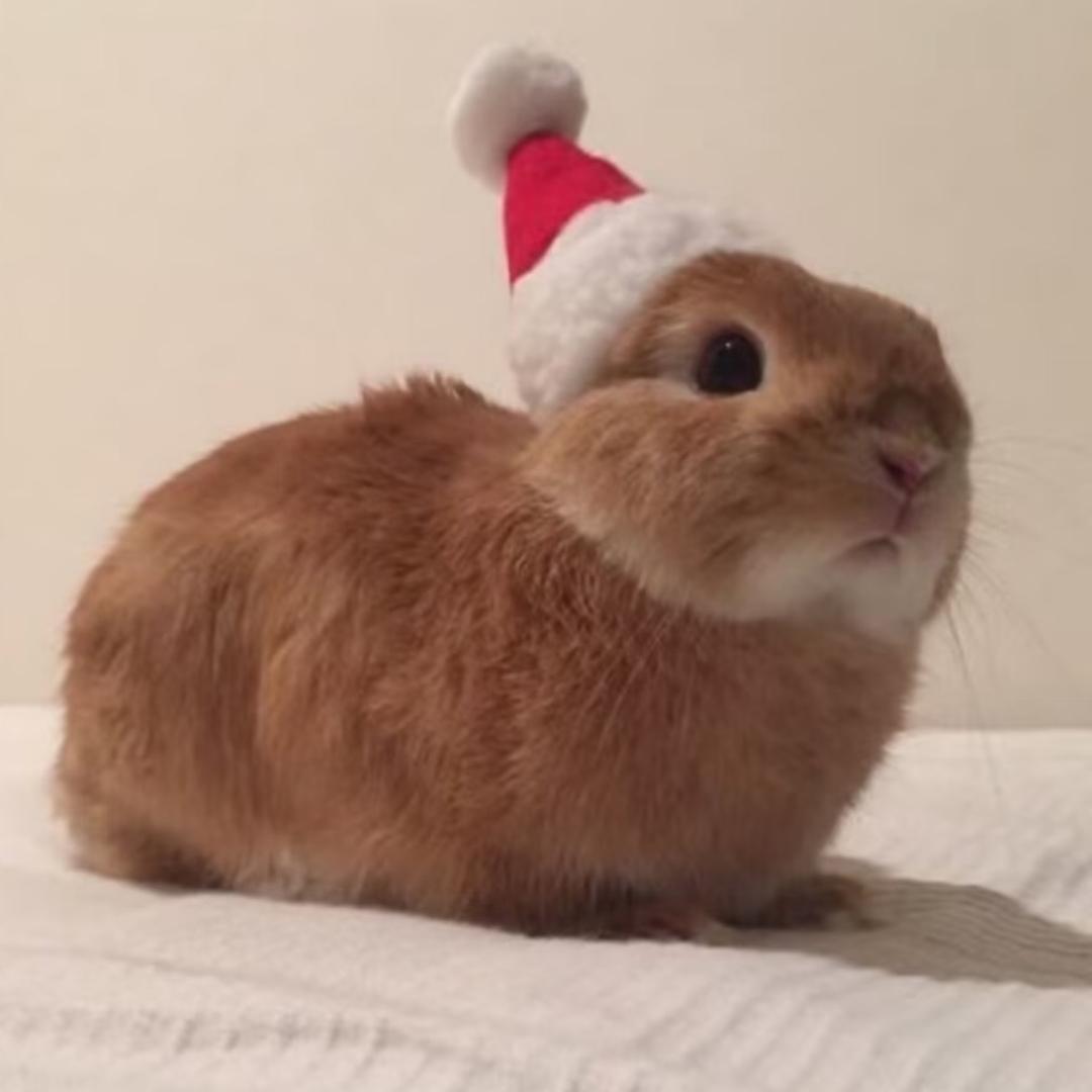 我再也不粘人了