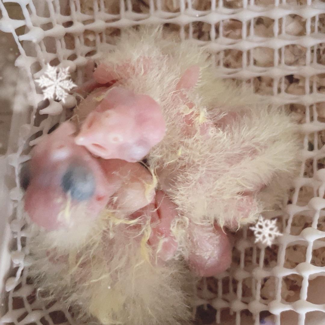 华仔0天手养玄凤