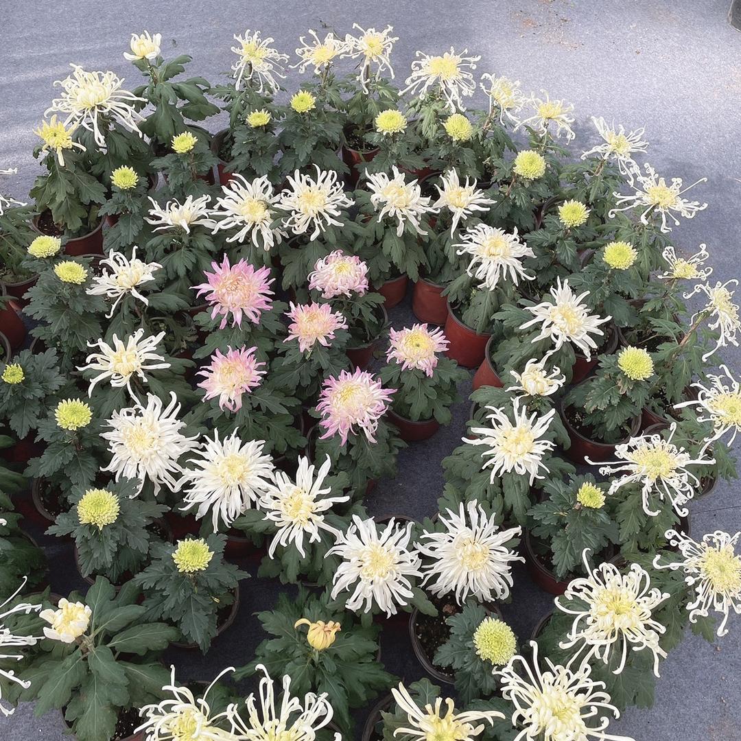 灬梅子灬