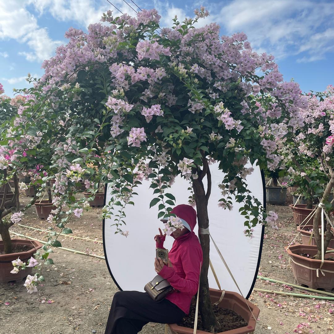 伊朵三角梅基地