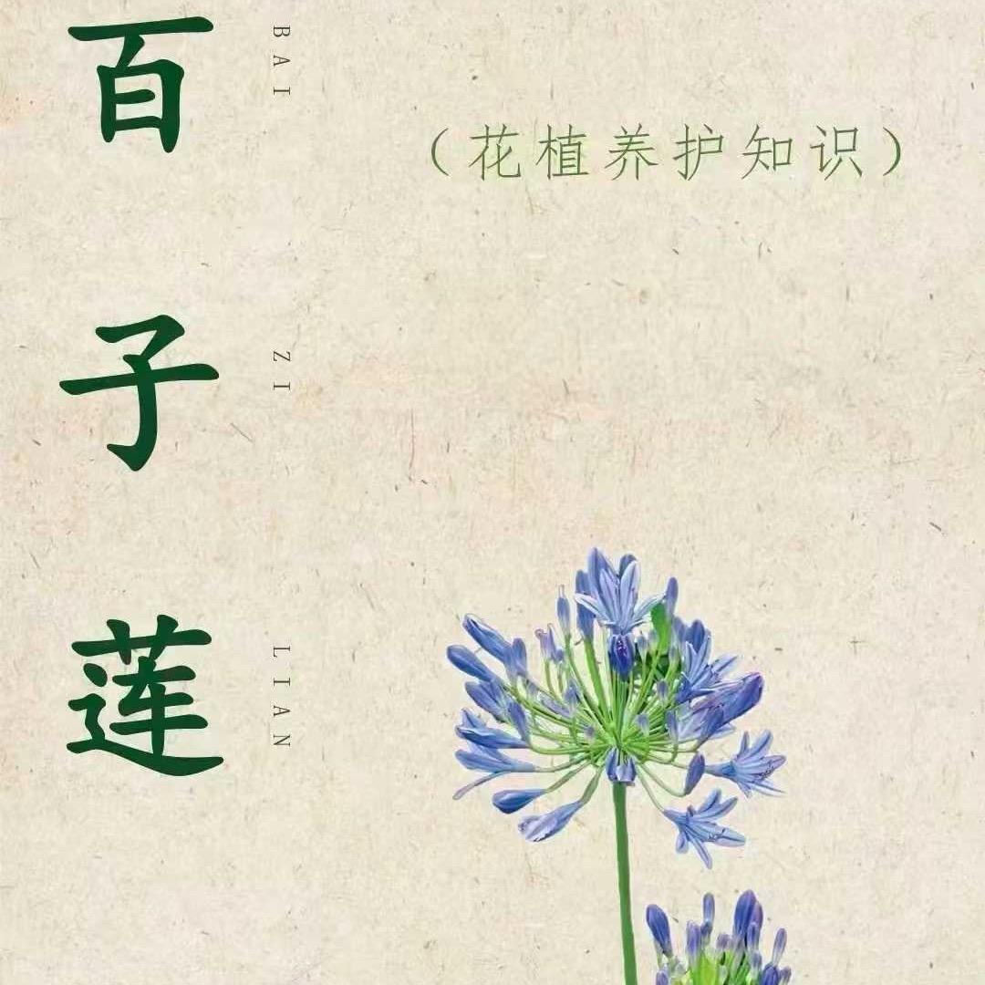 常州名印花卉苗木（专销百子莲）