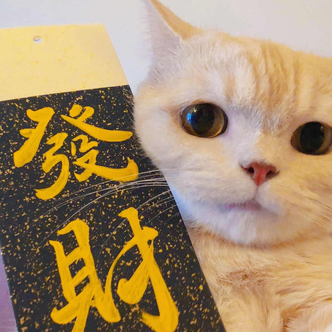 招财猫🌿