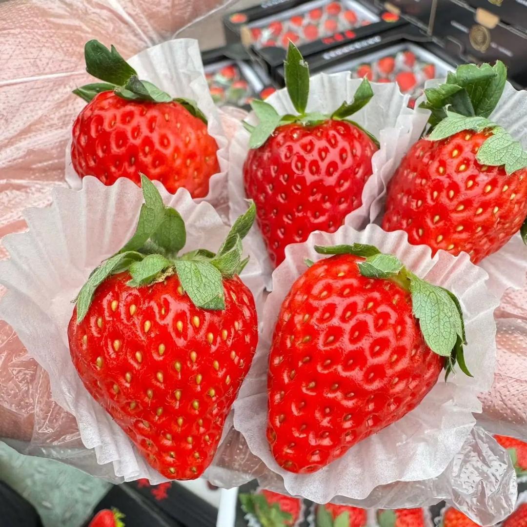 阿星樱桃🍒草莓🍓园