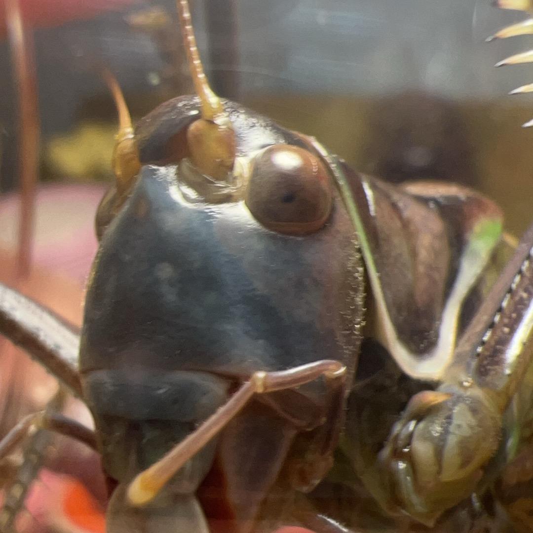 郝家工艺鸣虫馆