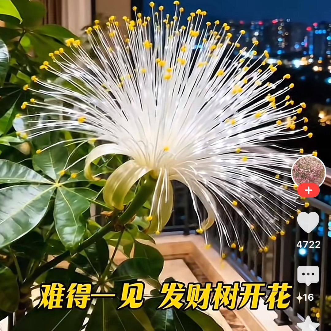 木子林