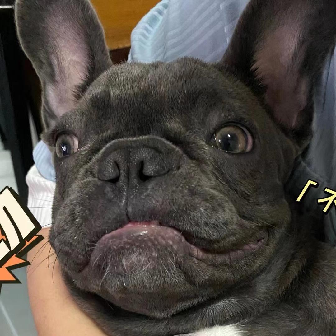 失业的爹~叛逆的仔（元宝）
