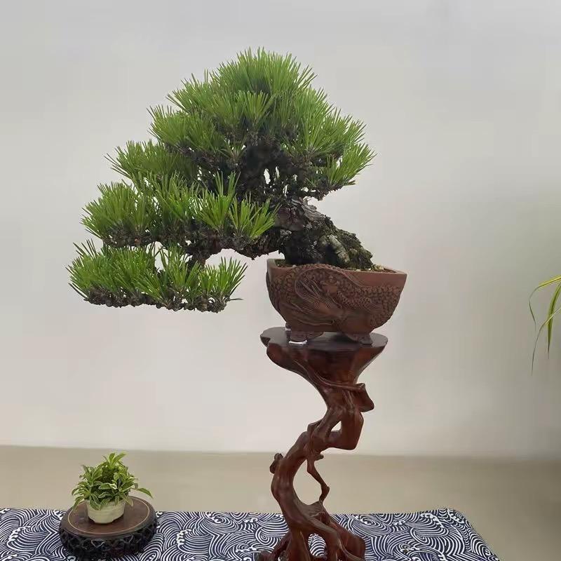 松源.盆景苗木