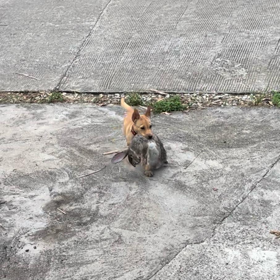 只玩顶级猎狗