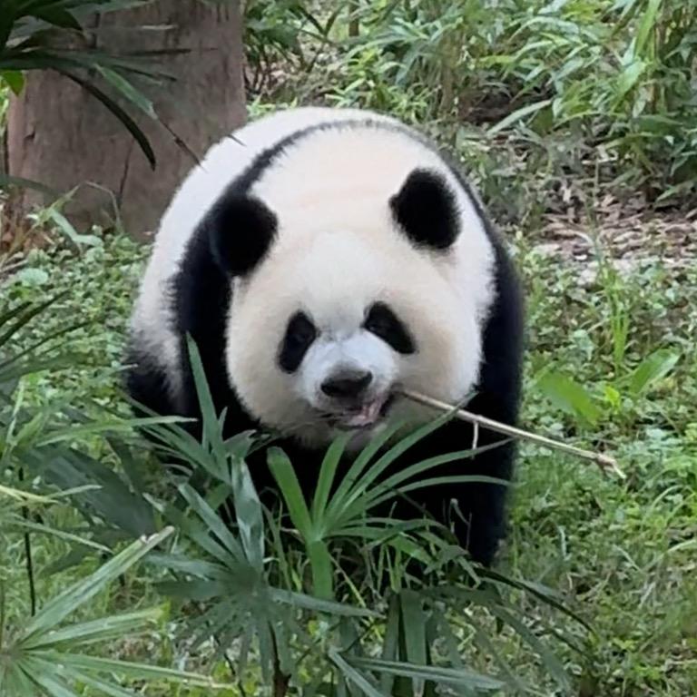 Charlotte（Panda🐼）