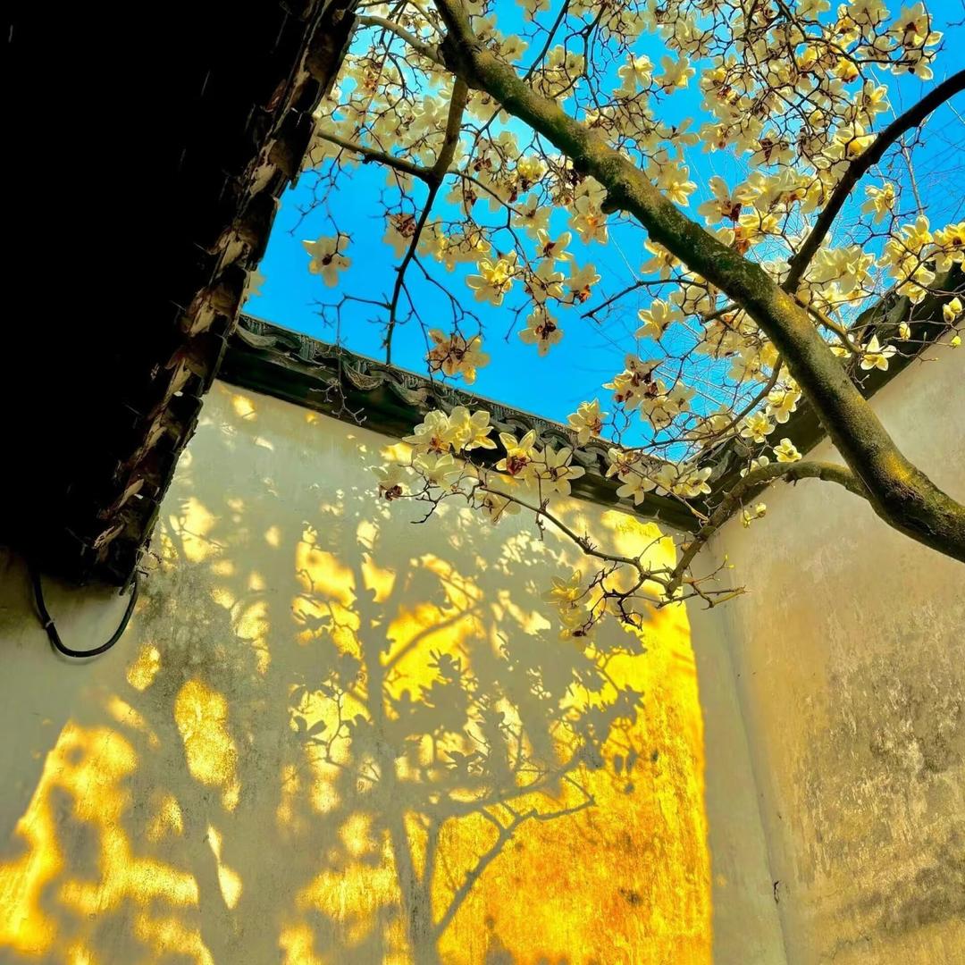 桂花龙井