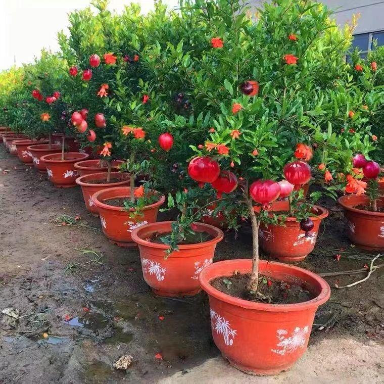 婉悦果树苗木专营店