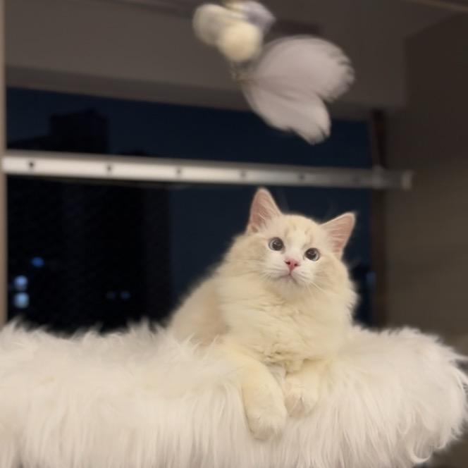 白月光是只猫