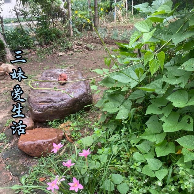 三妹爱生活♥️