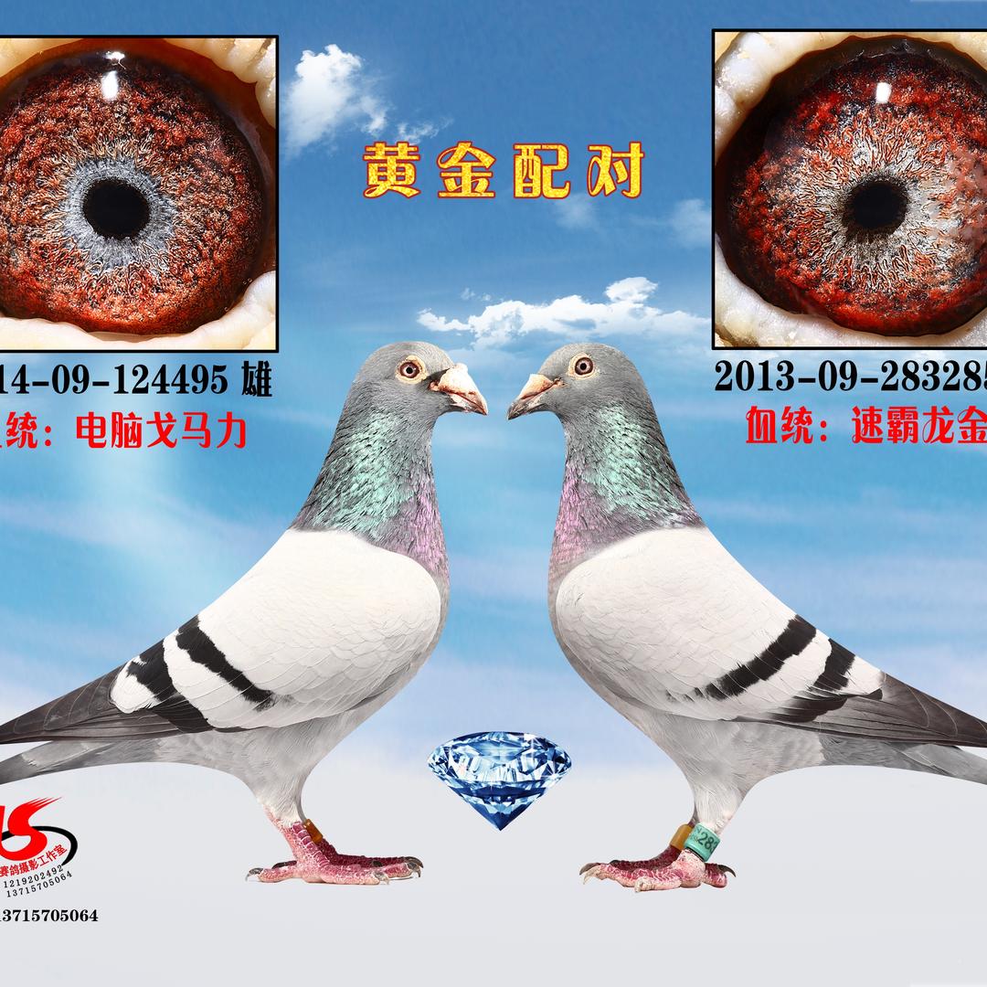 上海天宇赛鸽