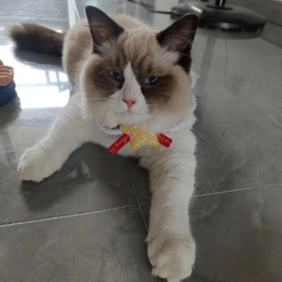 新特兰宠物食品