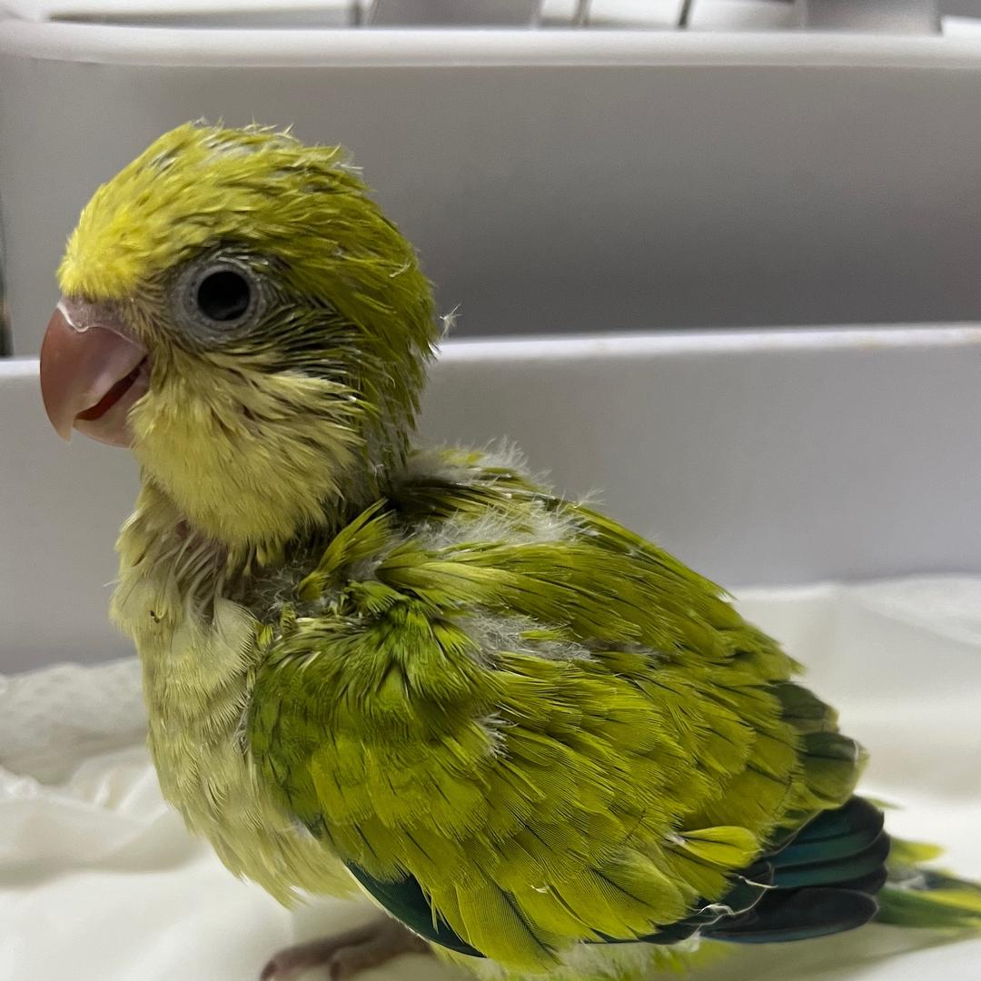 蓝小胖🦜