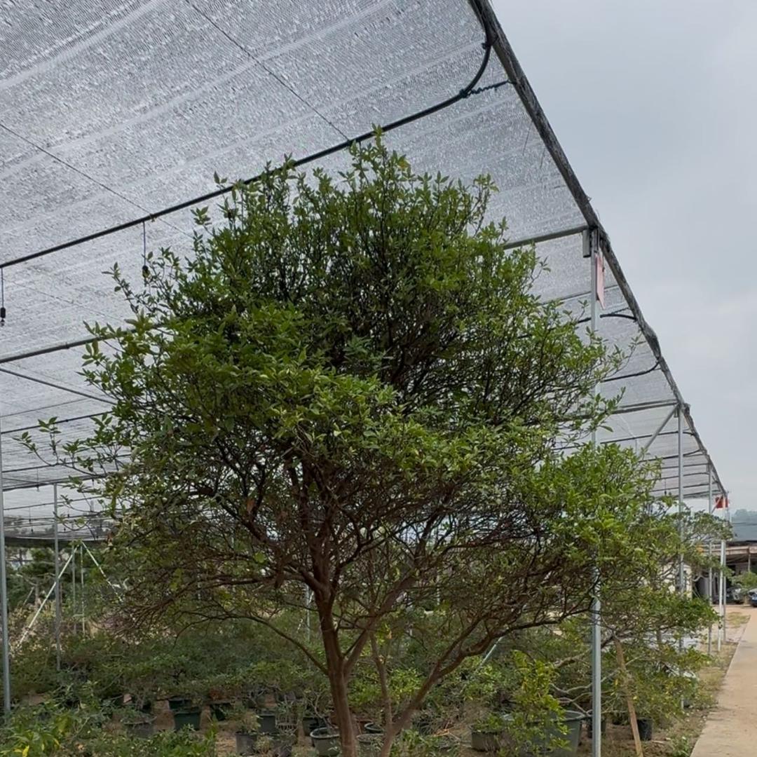 强哥海岛栀子花基地批发（1万多棵）