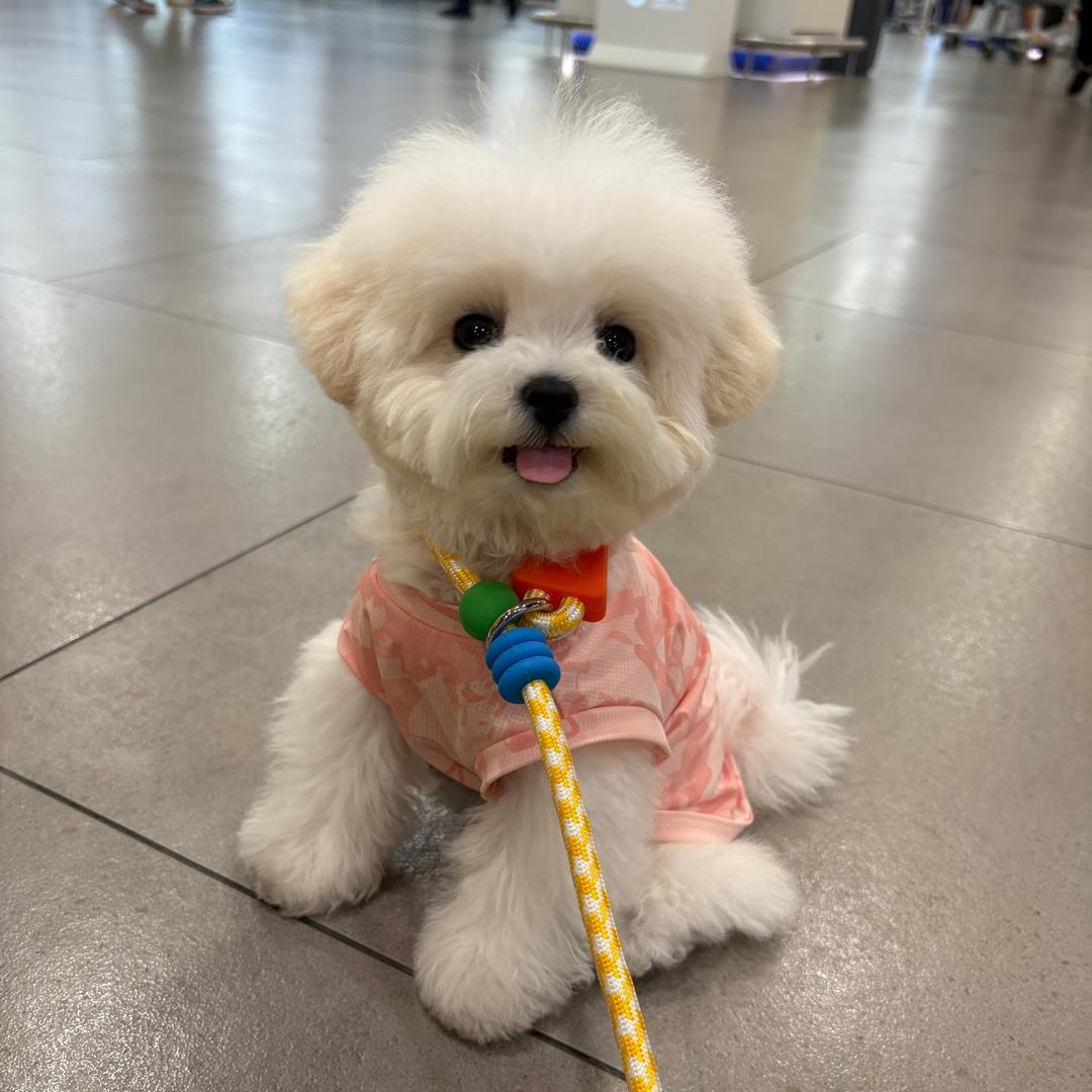 Lucky妹妹是只小比熊🐾
