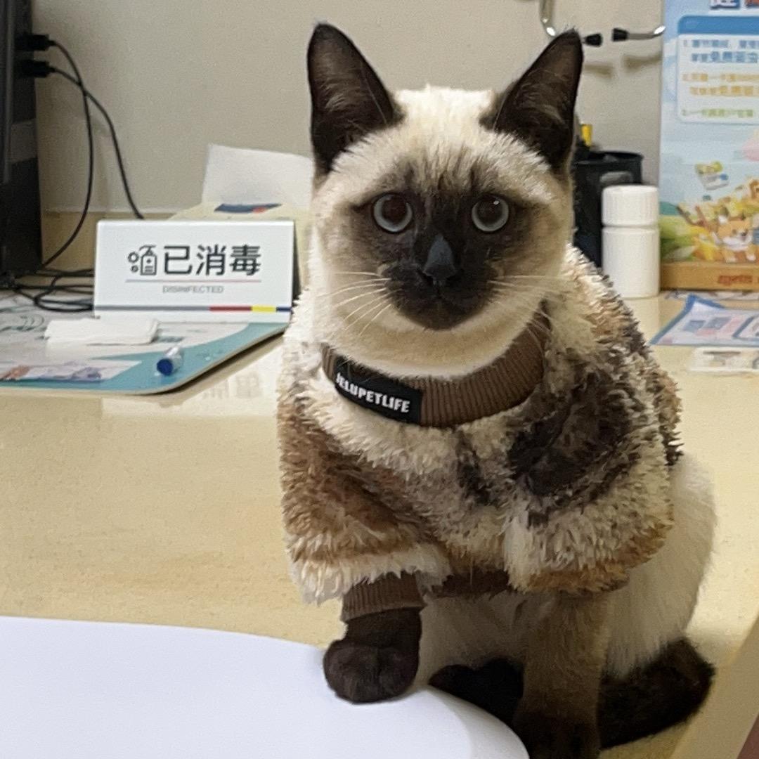 🌈猪突猛进🐗