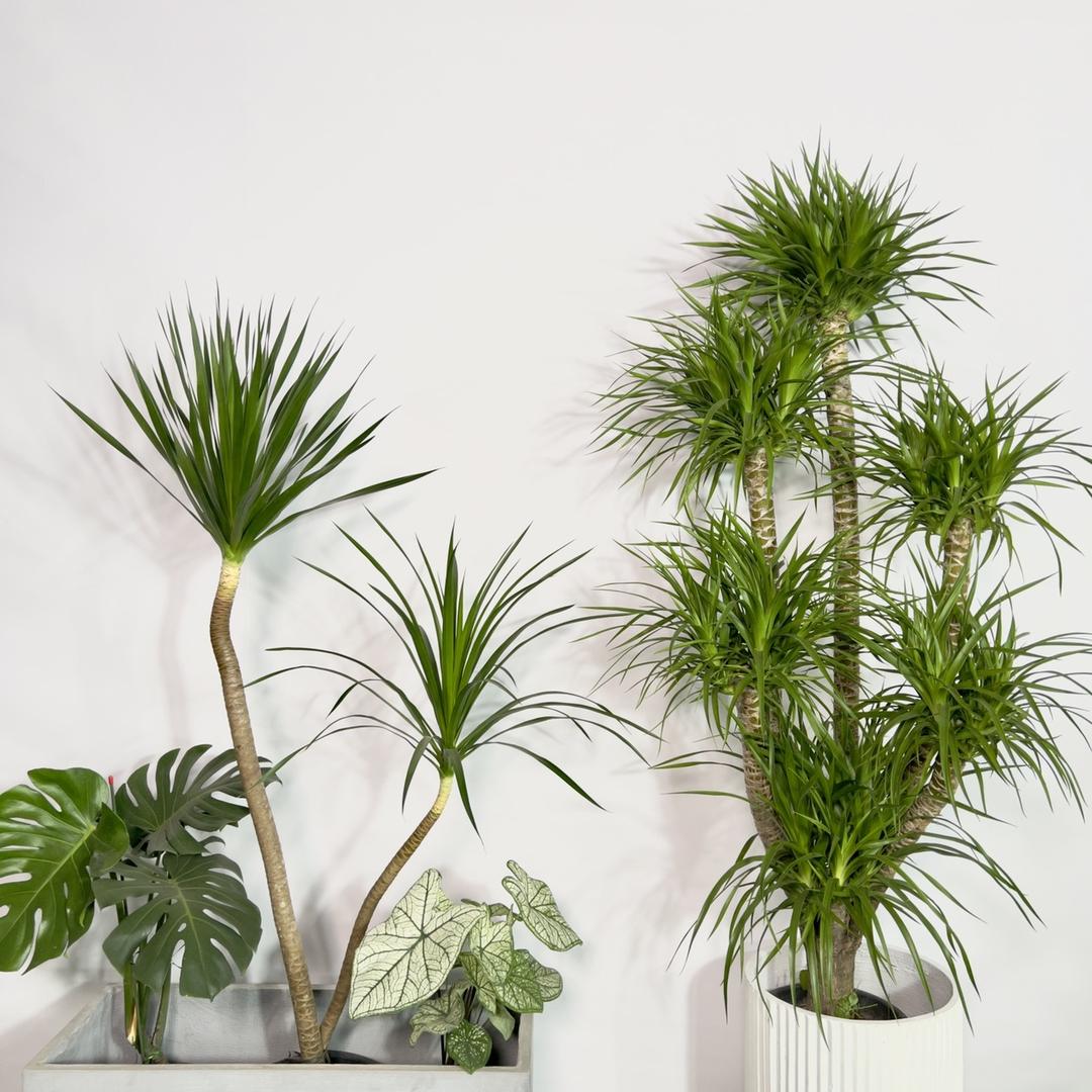 柳新阁绿植基地