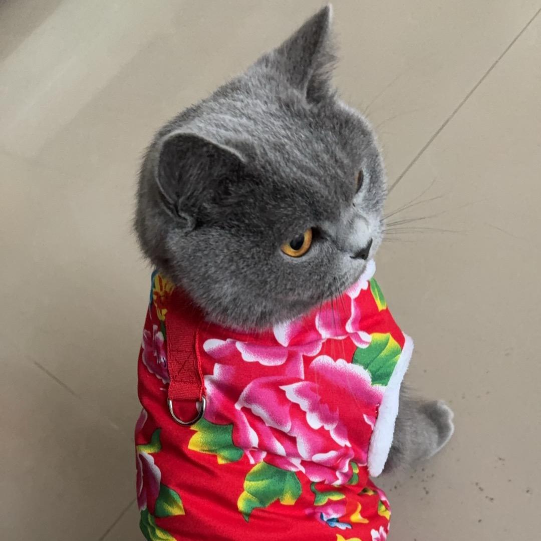 🌞猫儿🐱
