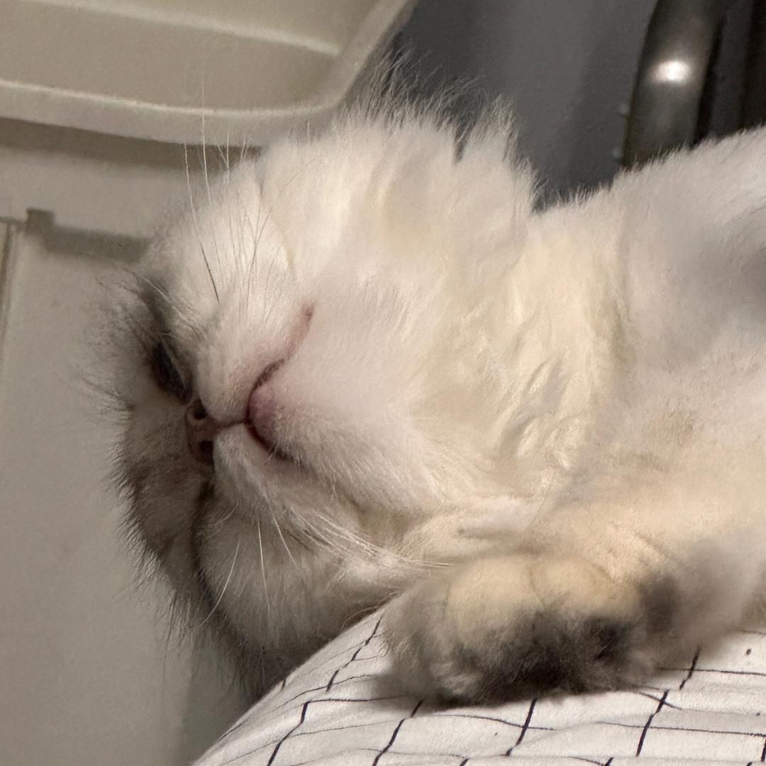 飞鱼瓜瓜