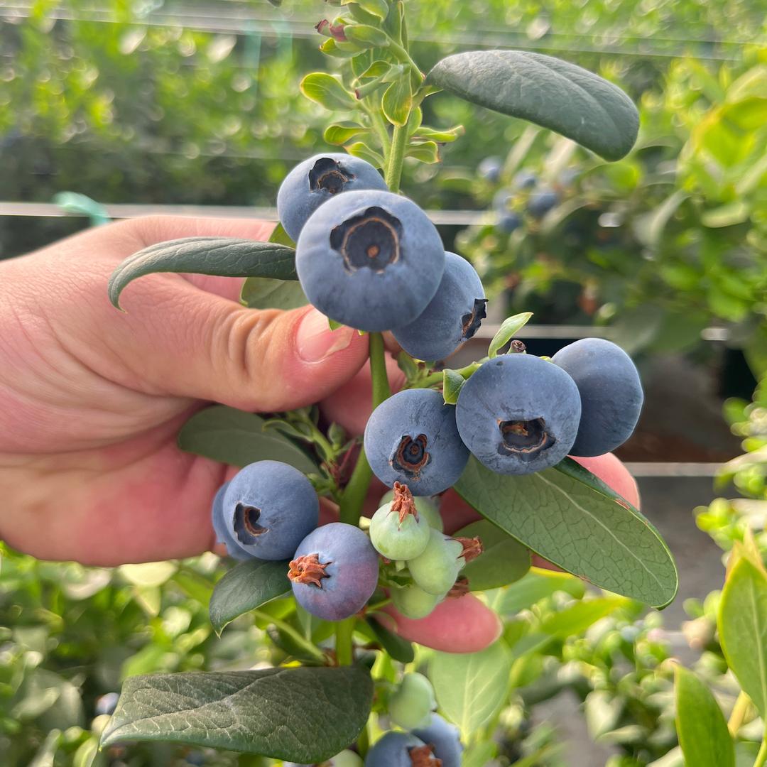 云南蓝莓~专供社区团购