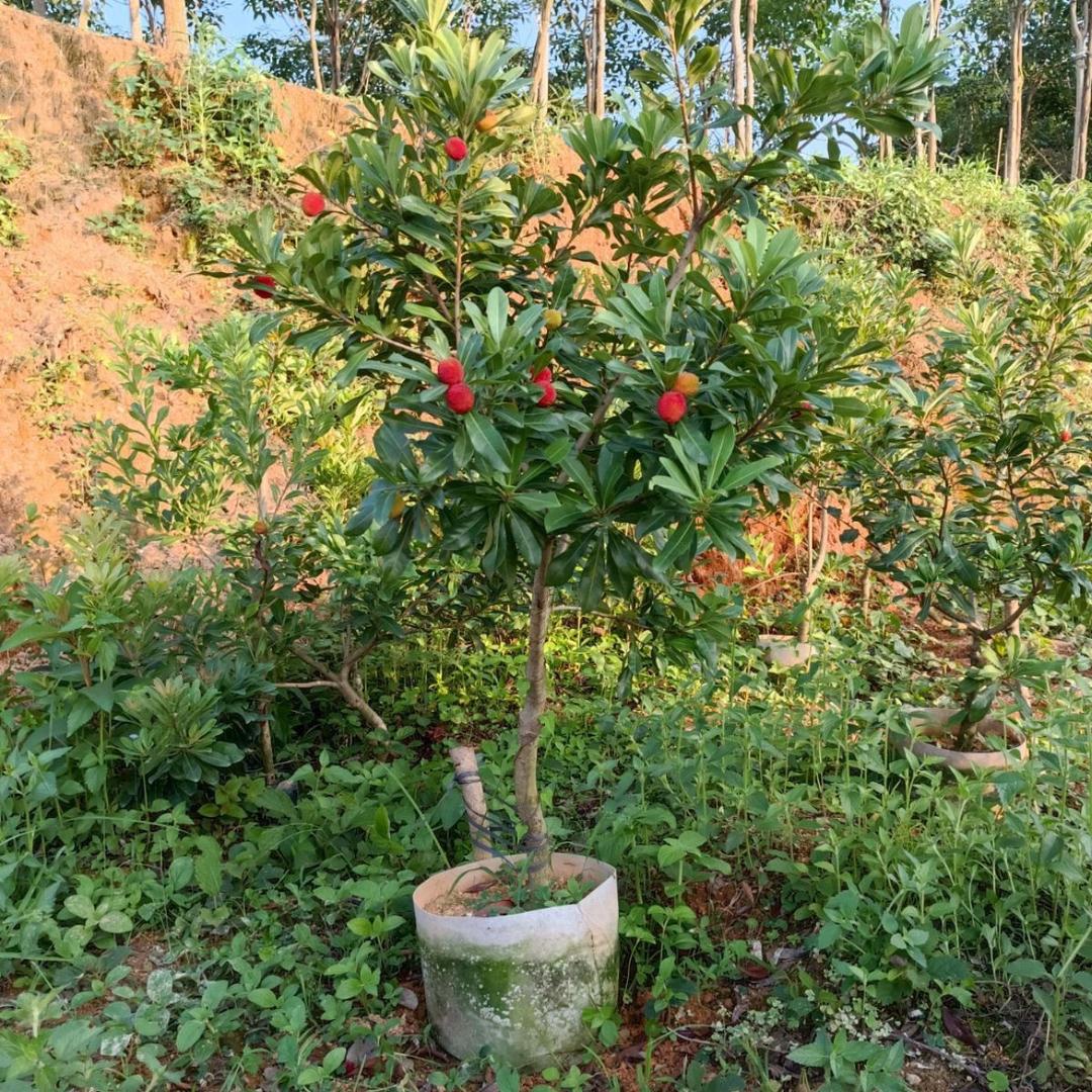 钦旺花果苗专营店