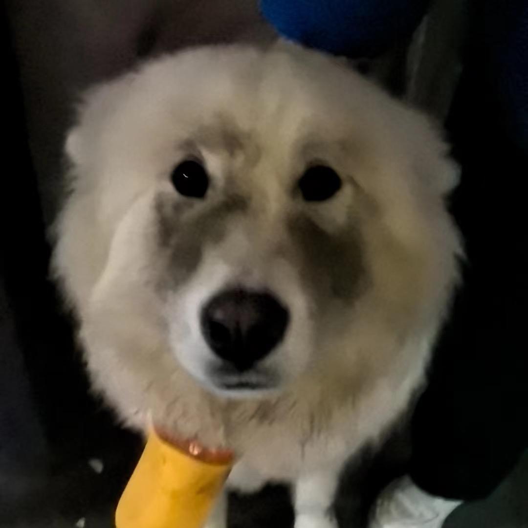 大饼