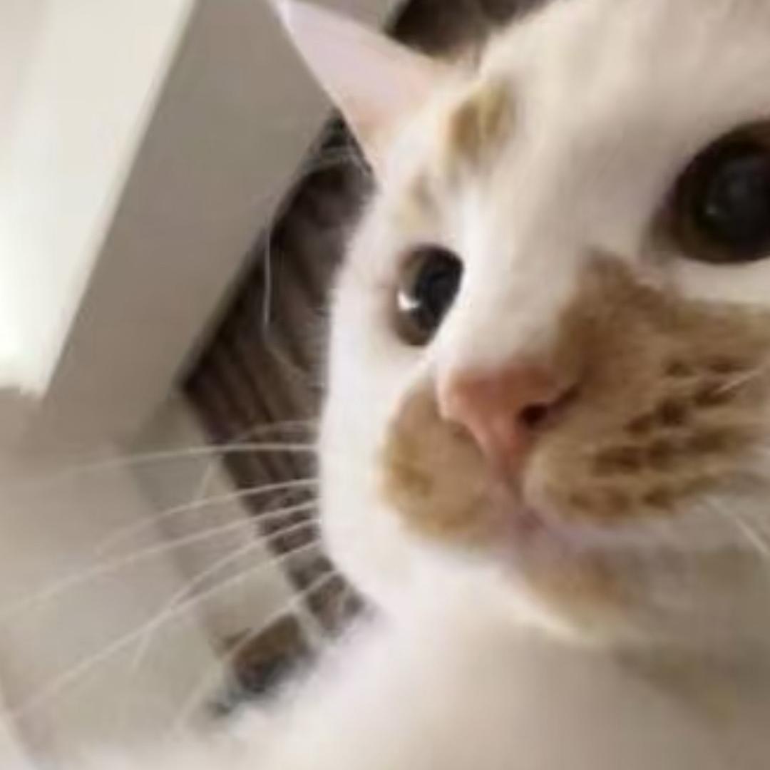 咩鱼