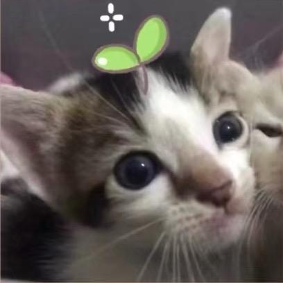 🌙.。.。