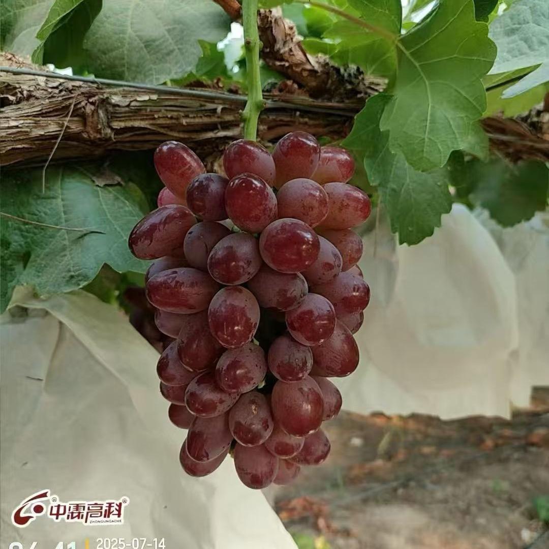 中霖高科·吉祥