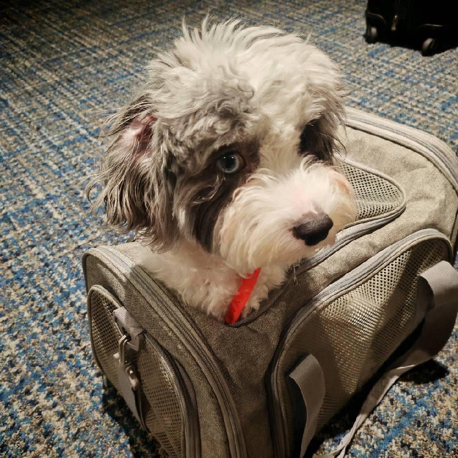 宇智波urusʕ.•᷅ࡇ•᷄.ʔ